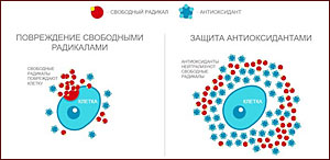 Реактор Почеевского